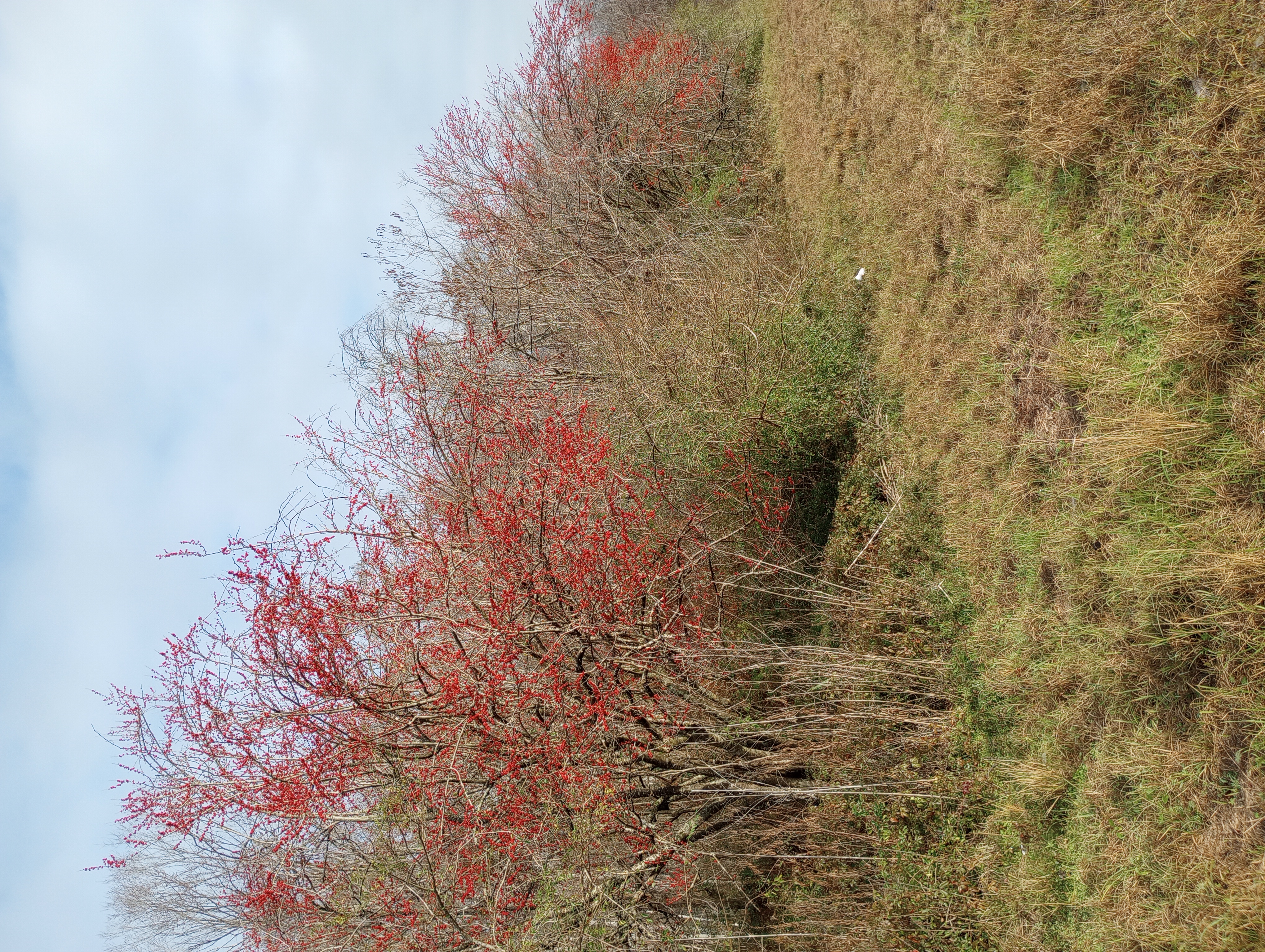 Ready, Set, Grow! February 24 Deciduous Holly